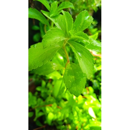 bibit daun stevia unggul