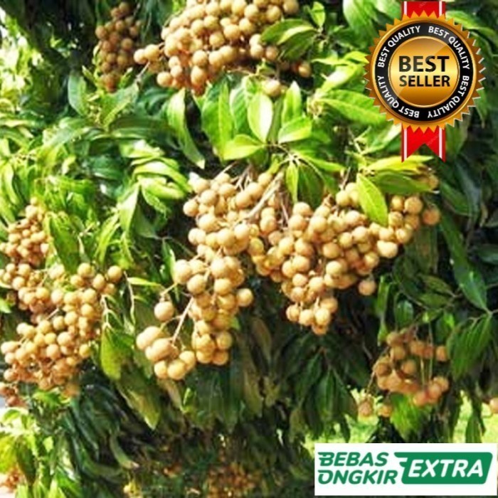 Bibit Kelengkeng New Kristal berbunga