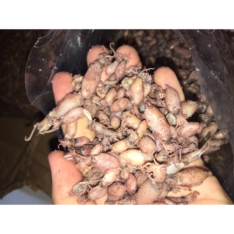 

baby cumi asli medan berat 250gr
