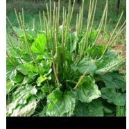 

Daun Ki urat atau daun sendok per 500 gram