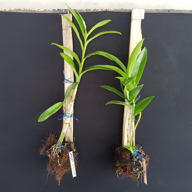 Anggrek Dendrobium Capung Kapuas hasil split