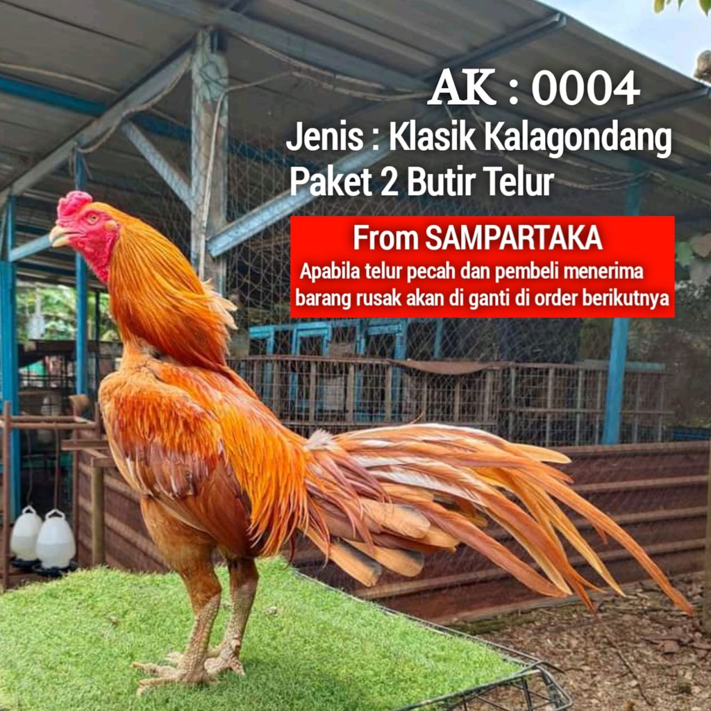 Ayam Bangkok klasik gondang ekor lidi Telur Fertil Siap Tetas 2 butir