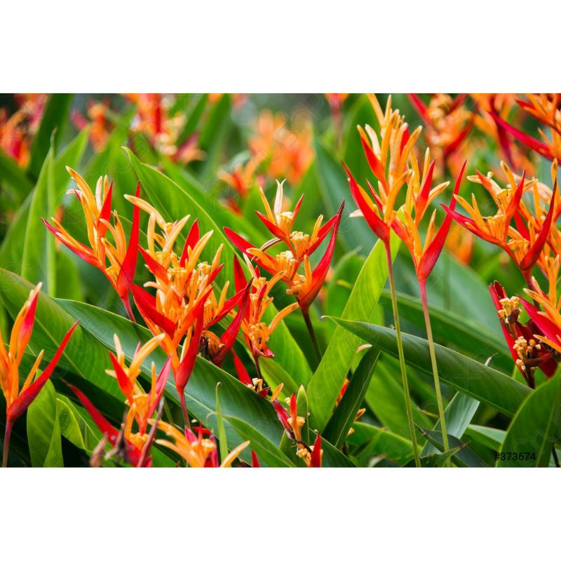 heliconia tanaman hias pisang heliconia pisang pisangan pisang hias murah canna indica