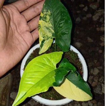 Syngonium Kuning Syngonium Yellow Variegated