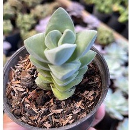 Sukulen Crassula Moonglow