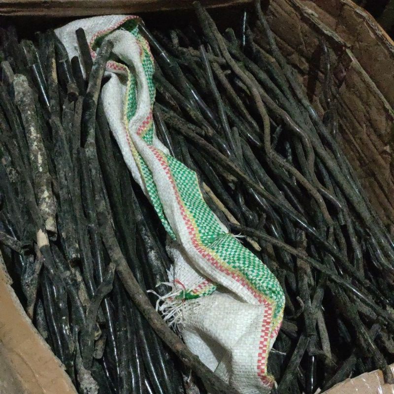 Akar bahar #tali #arus satu kilo