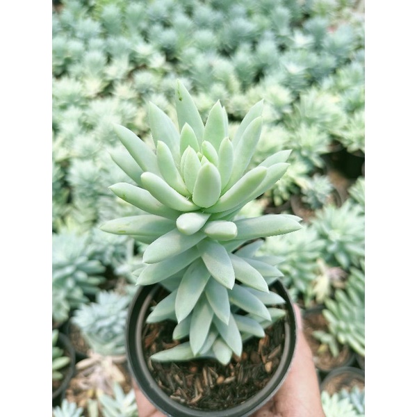 Echeveria Sedum