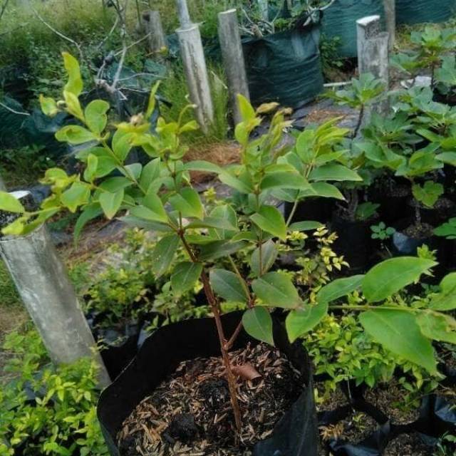 Bibit pohon anggur Brazil/anggur hitam