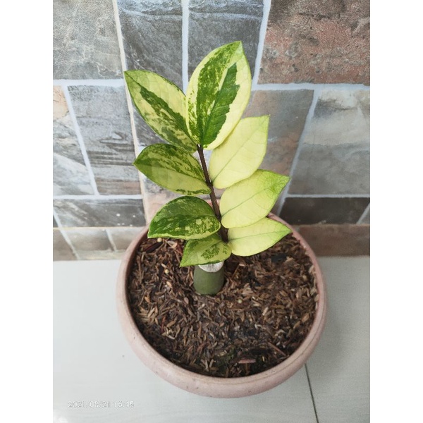 Tanaman Hias Zamia Kulkas Varigata
