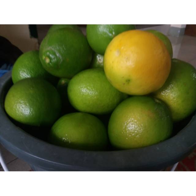 

Lemon California Hasil Sortiran