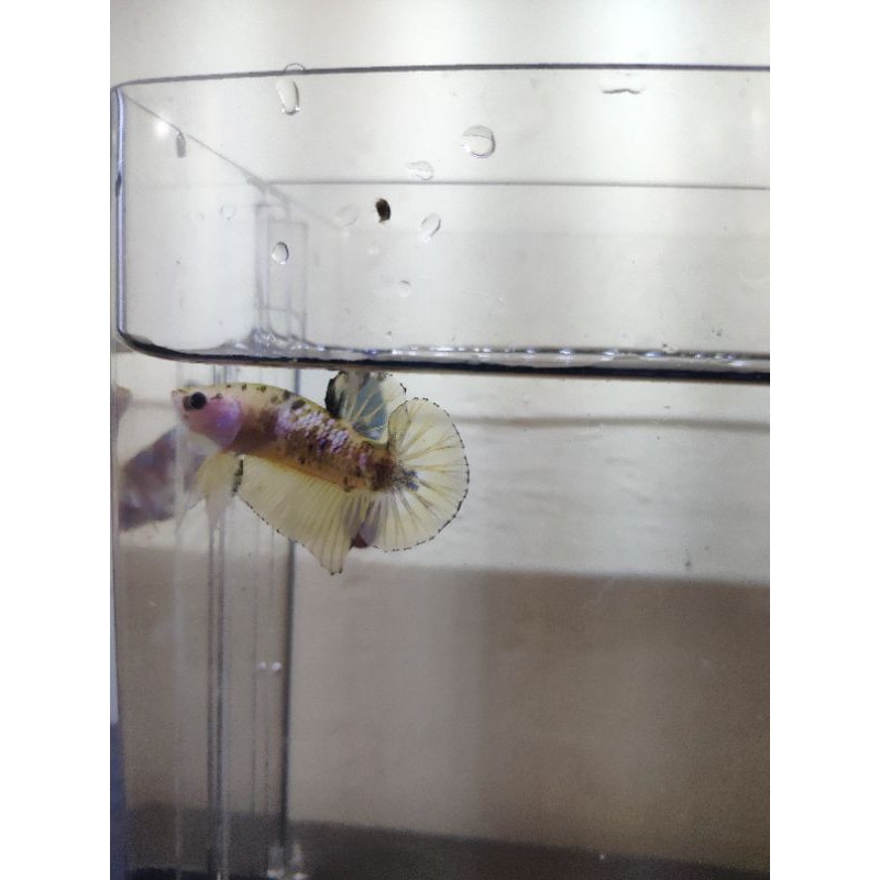 

cupang yellow marsupillamy size S++