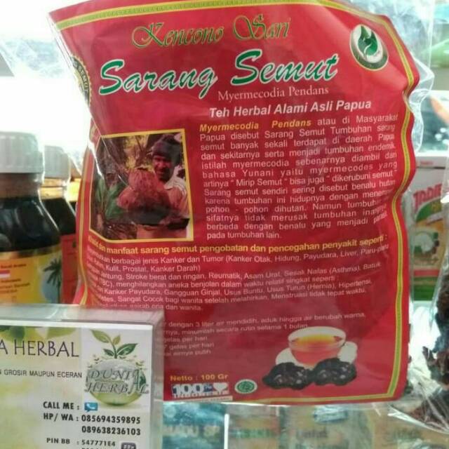 SARANG SEMUT PAPUA: