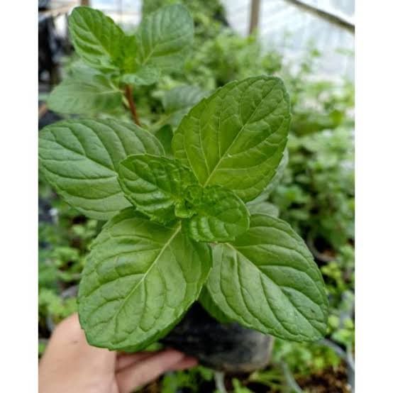 Daun Mint Berries and Cream Tanaman Herbal Bisa dimakan