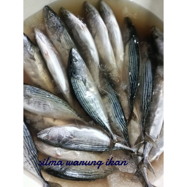 

ikan tongri (tongkol tenggiri)