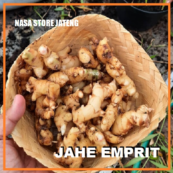

JAHE EMPRIT 500 GR SEGAR FRESH PANEN TUA ORGANIK
