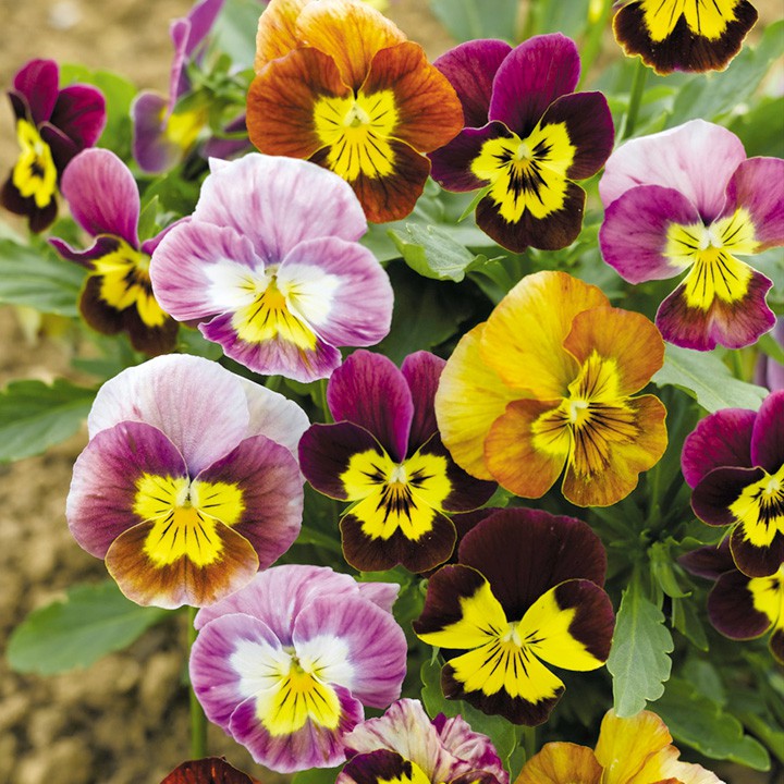 Benih Bibit Biji - Bunga Viola Chicky Chicks Flower Seeds - IMPORT