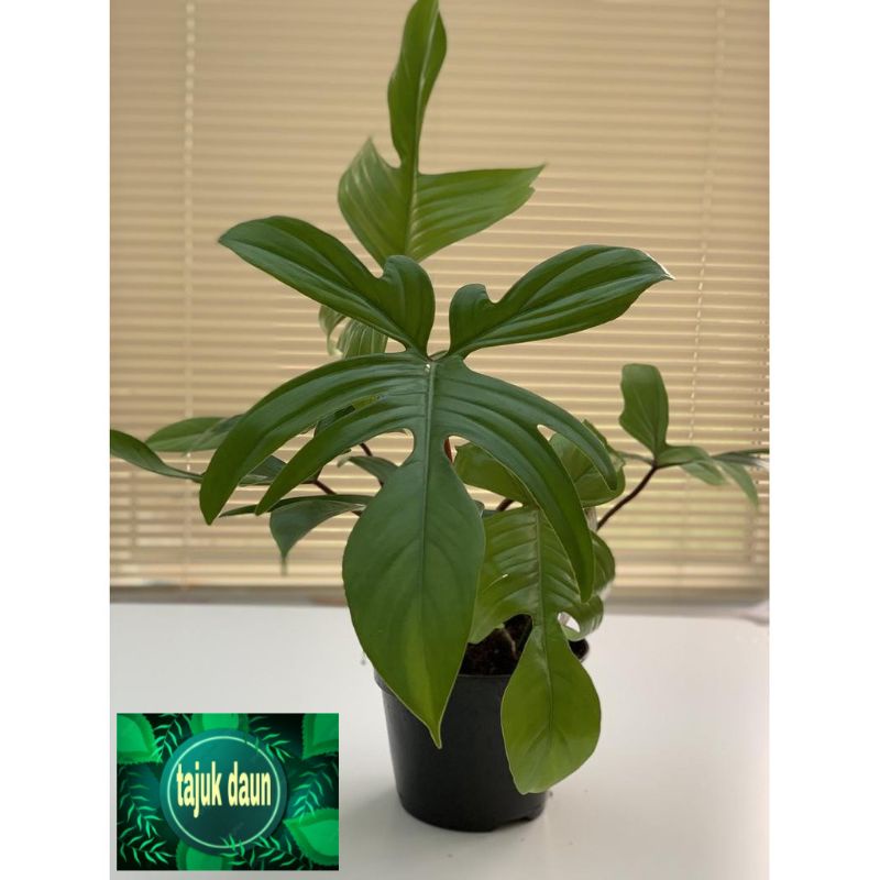 philodendron Florida beauty - Philo merpati - tanaman hidup