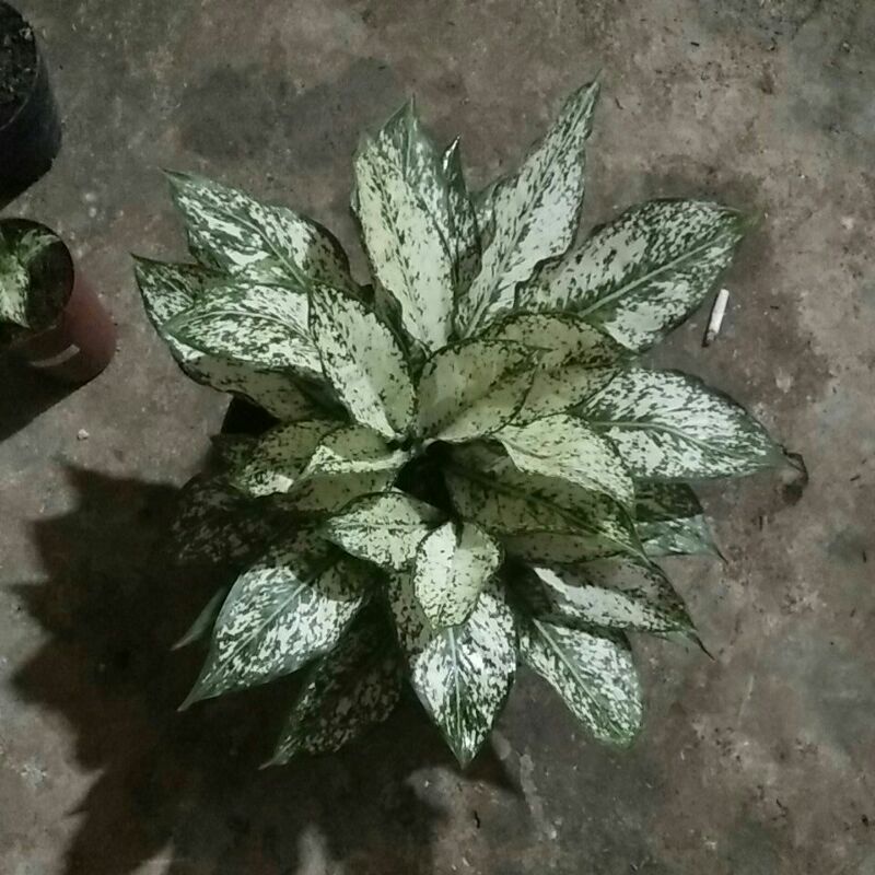 aglonema snow white rumpun