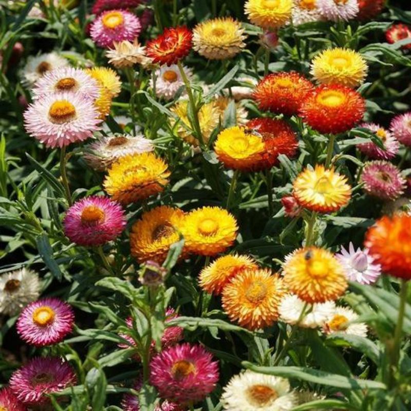 benih BUNGA STRAWFLOWER  SWISS GIANT MIX