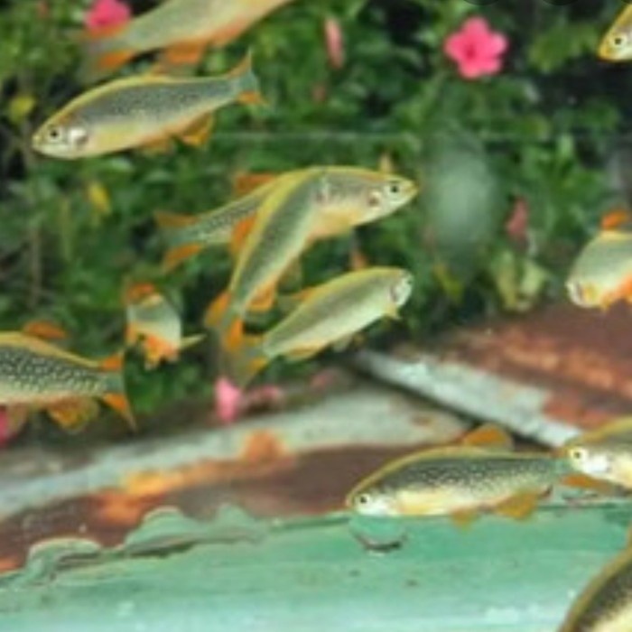 

rasbora galaxy/Aquascape/ikan hias