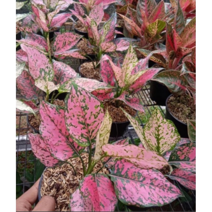 aglonema Komkom orange