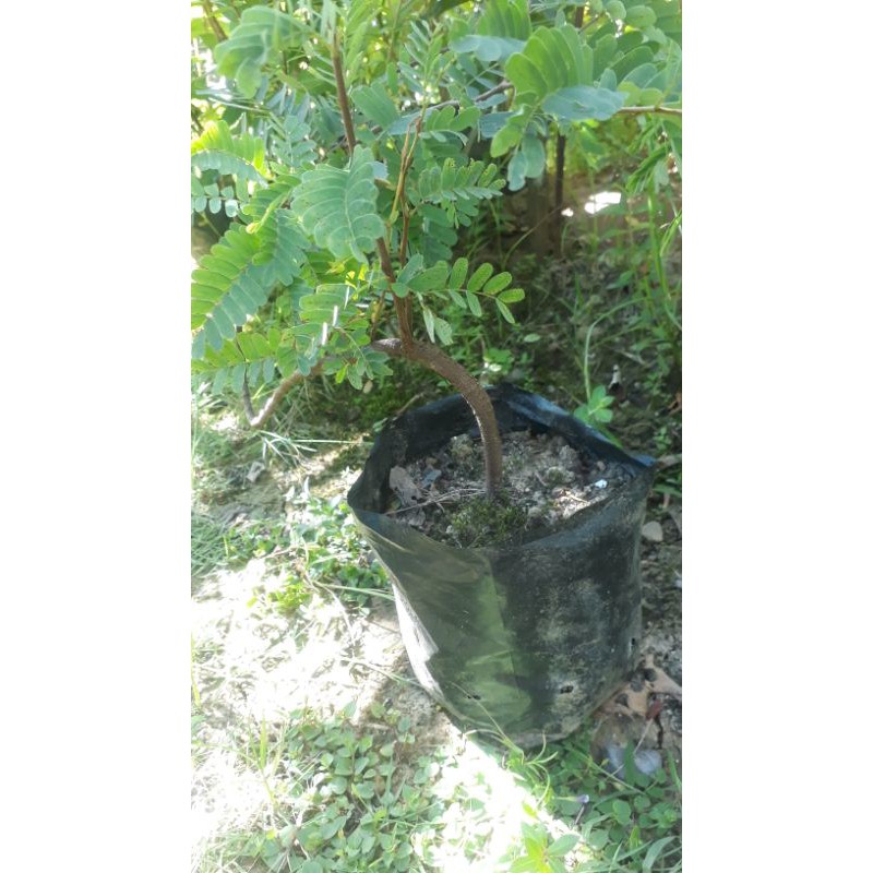 

Bibit Sweet Tamarin, Asam Bangkok Rasa Buah Manis Bahan Bionsai
