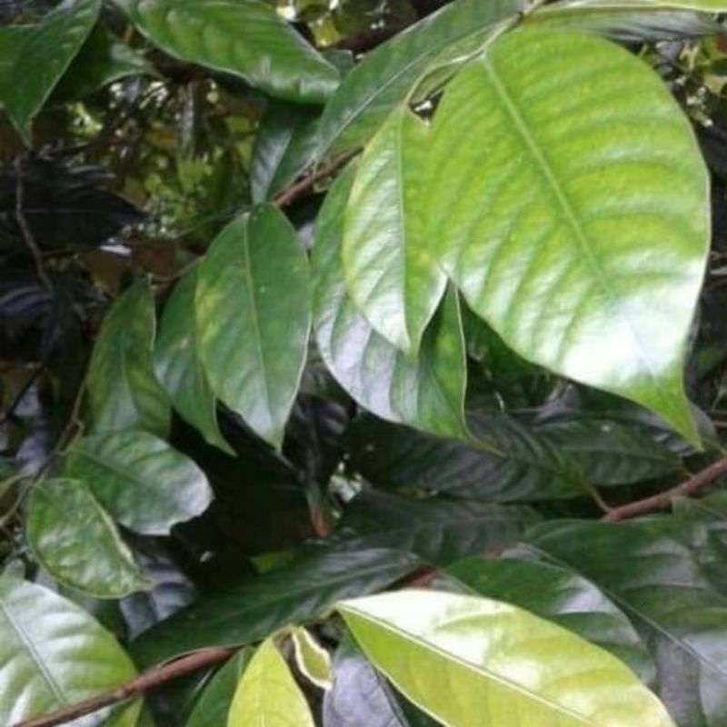 

Daun pala basah frees 350 gram langsung petik dari tangkai