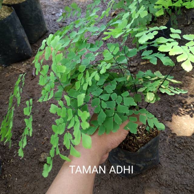 Tanaman hias suplir daun kecil