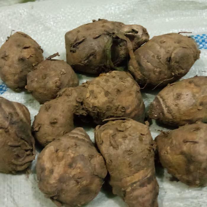 

SUPER AMPUH TEMULAWAK/TEMU LABAK/KONENG GEDE !!!