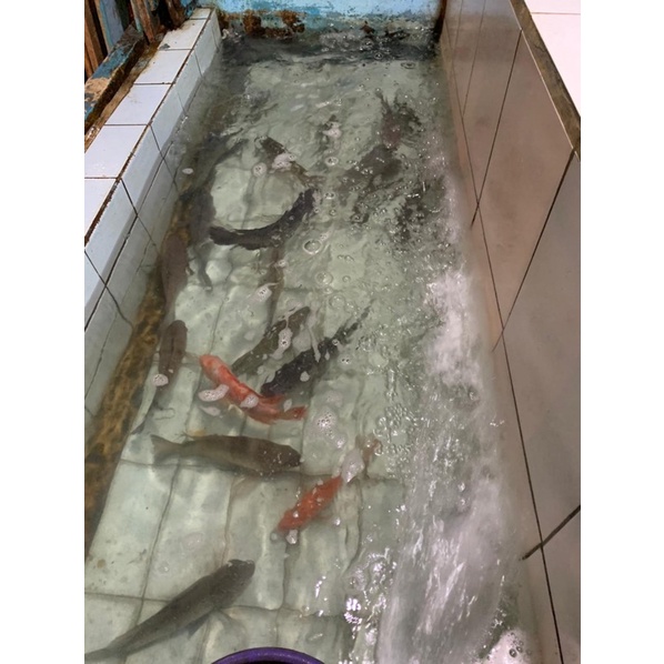 

Ikan Mujaer Segar