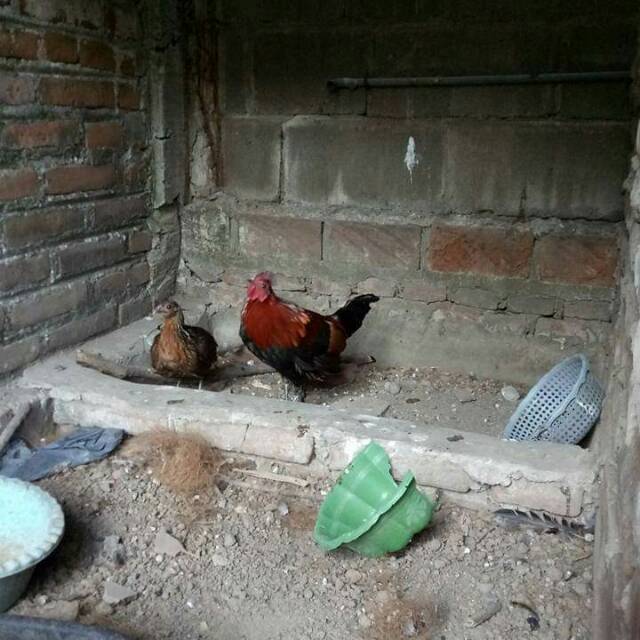 jual ayam hutan merah