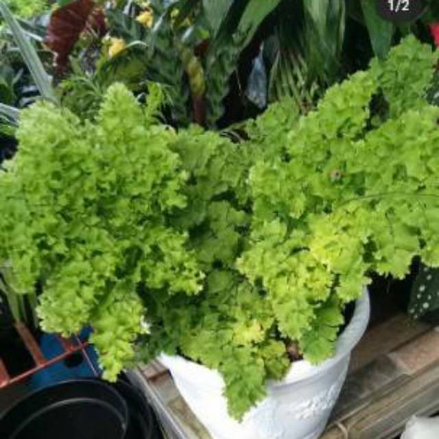 Tanaman hias langka - pohon suplir giant 99