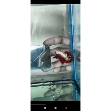 HMPK Red Dragon & yellow Hb