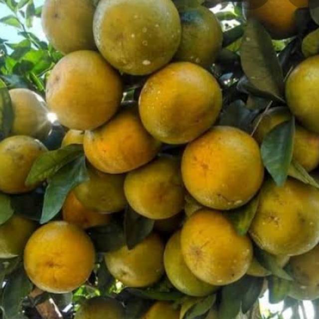 

3kg 100rb||sentra buah jeruk manis Berastagi ||Kansas||jamin manis