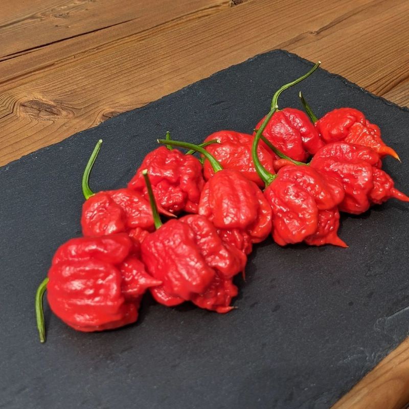 Benih dan Bibit Hidup Cabe RED CAROLINA REAPER, jenis cabe terpedas di dunia