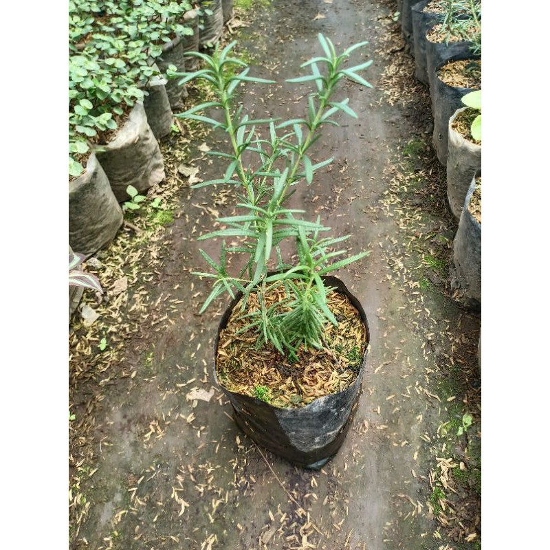 bibit Rosemary