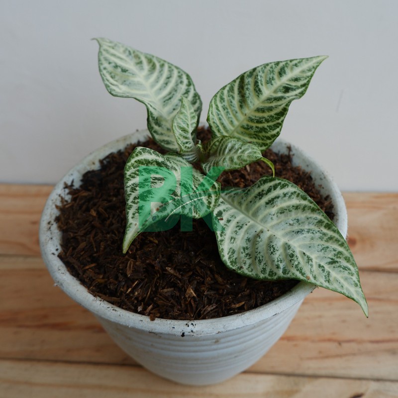 Apelandra Snow White - Tanaman hias Aphelandra snow white - Zebra plant - BAKUL KEMBANG