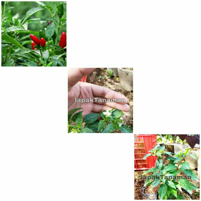 Bibit Tanaman Sayur Buah Cabai Rawit / Cabai Lalap Murah dan Berbuah