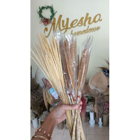 SATARIA | Bunga Kering | bunga Rustic