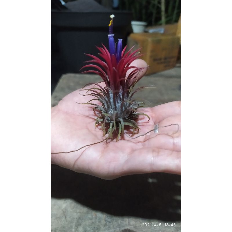 tillansida ionantha fuego tillansia tilansia air plant