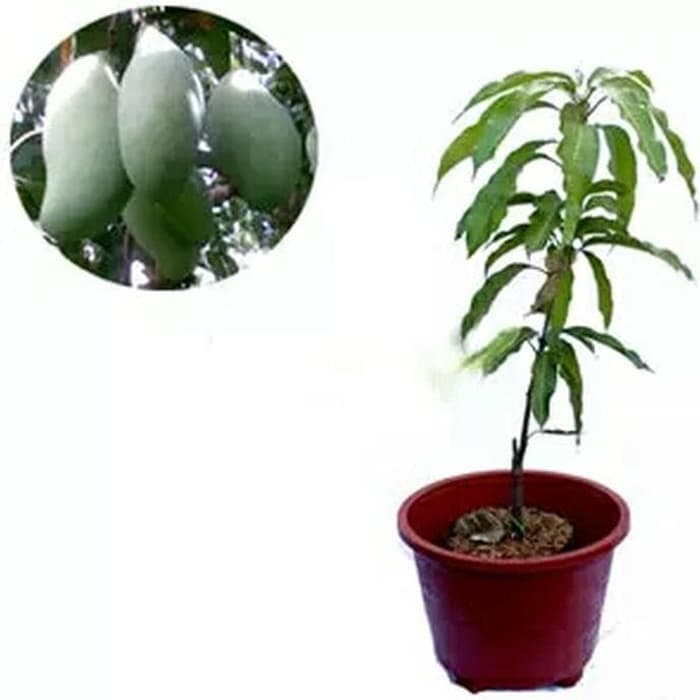 

Dijual Bibit Mangga Arumanis Genjah