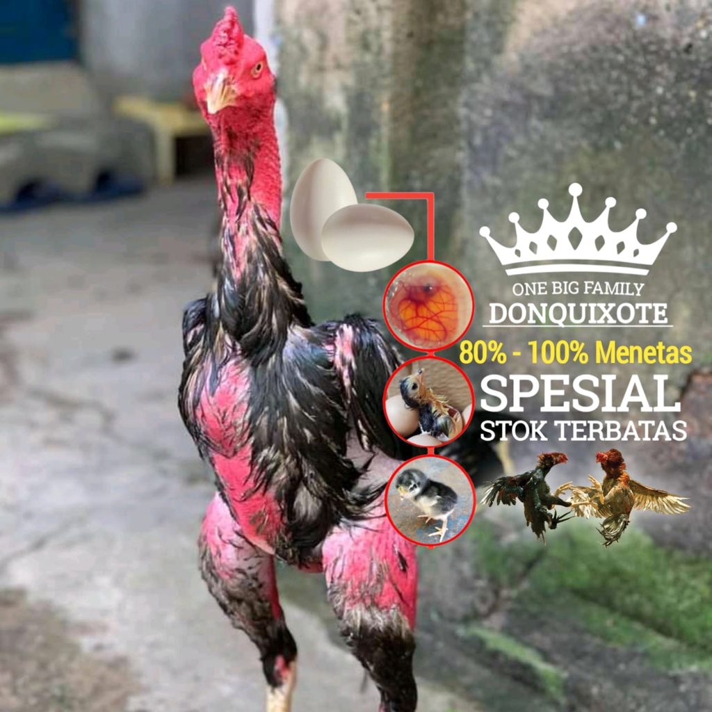 Ayam bangkok pakhoy original telus fresh siap tetas