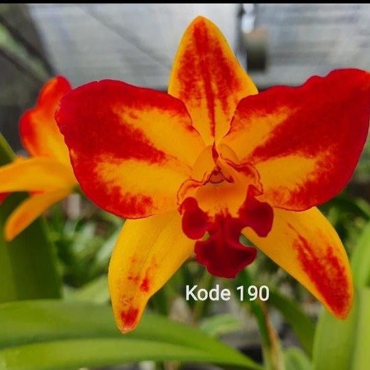 anggrek cattleya dewasa