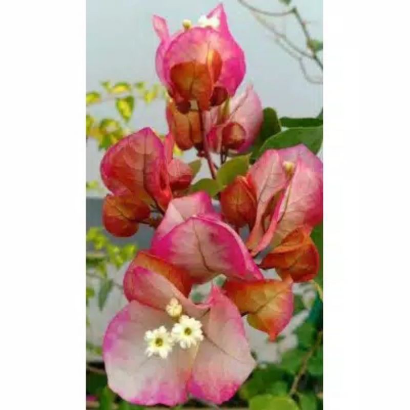 Jual Bougenville Citra India Original // Bogenvil Citra India Ori