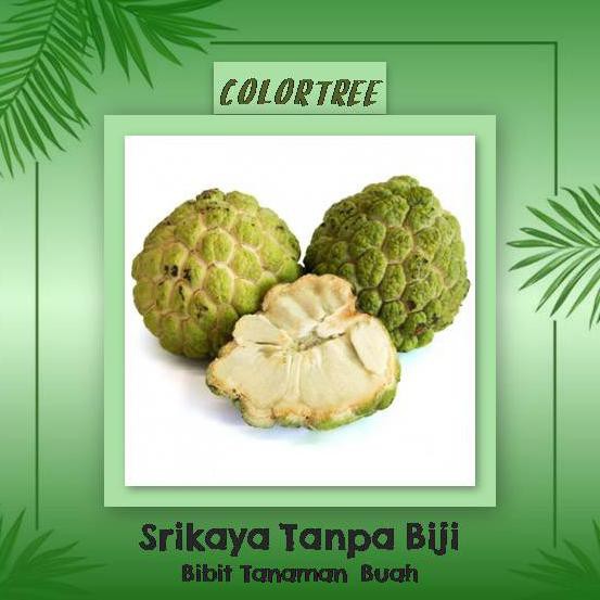 Plp Bibit Tanaman Buah Srikaya Tanpa Biji 40Cm
