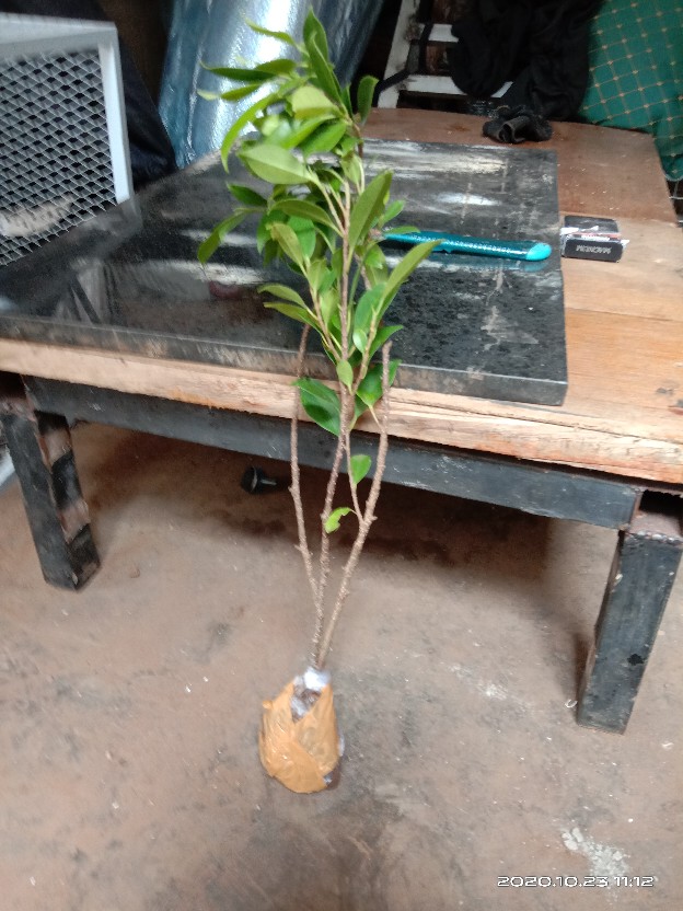 Bibit Beringin Kimeng Bahan Bonsai