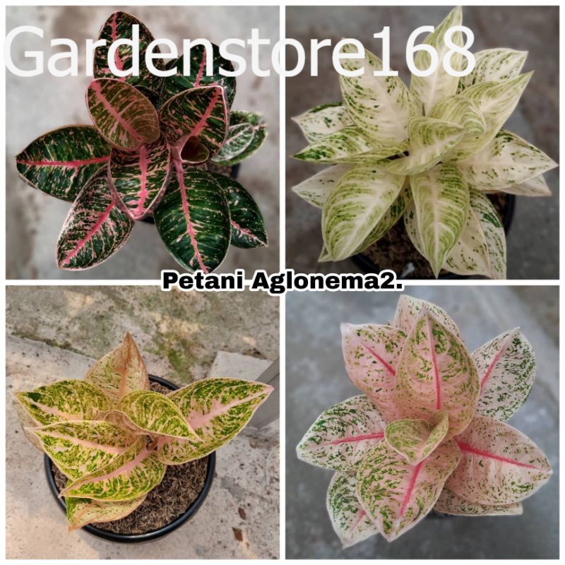 Promo Baru 4 Bibit Aglonema Angela, Widuri Tulang Merah, Legacy Violet, Mutiara