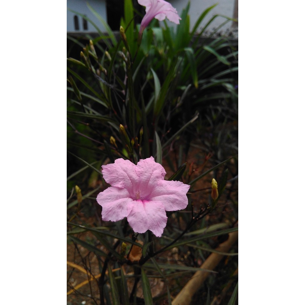 Tanaman Hias Ruellia Pink Tegak / Ruellia Brittoniana / Tanaman Rawelia Pink
