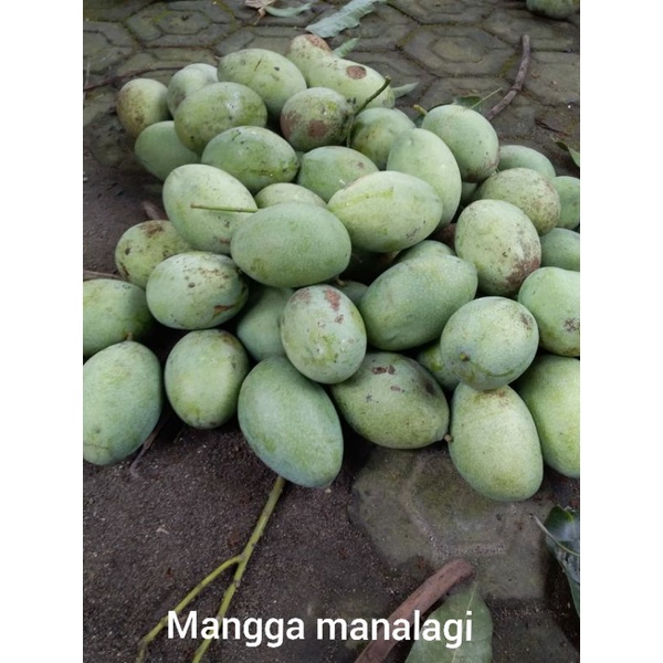 

Nota Manalagi