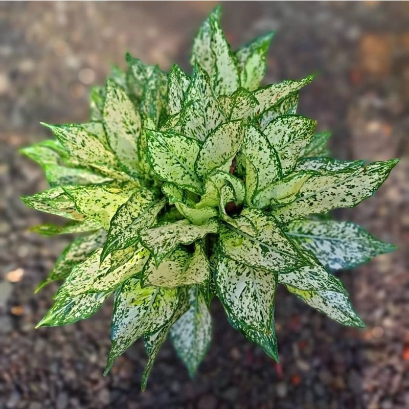 Aglonema Snow White remaja / Tanaman Hias bunga Aglaonema snow white remaja murah / tanaman aglonema